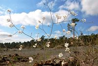 Blossom in the forest