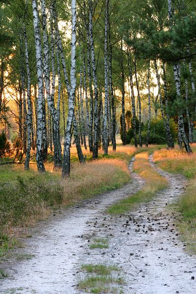 Path through the birch forest in the evening by Jürgen Eggers