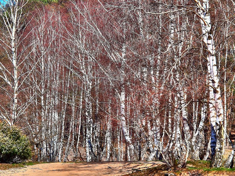 Birch Still Life by Edgar Schermaul