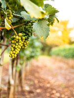 Trauben_01