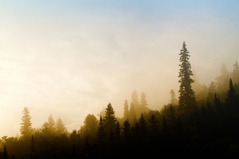 Forêt Noir II by Renald Bourque