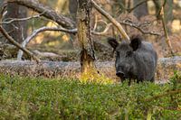 Wildschwein