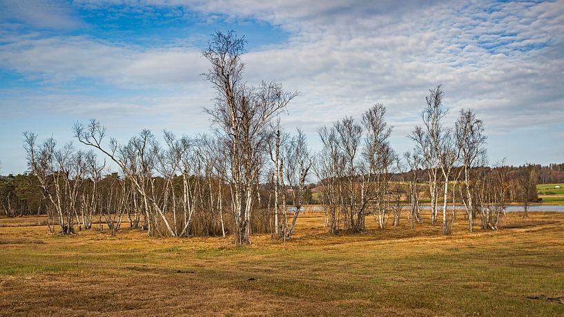 Bouleaux par Christian Tobler