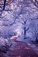 Beautiful Magic Path