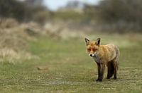 Petit renard curieux