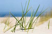 Tallgrass in coastal dunes
