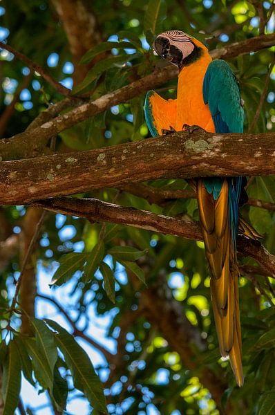 Blauwgele ara par Maarten Verhees