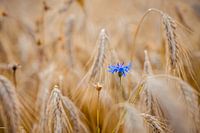 Cornflower in wheat field