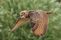 Fliegender junger Uhu