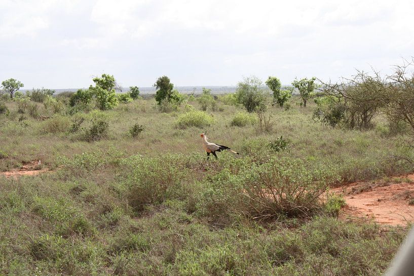 Rare vogel von Gilian Fijen