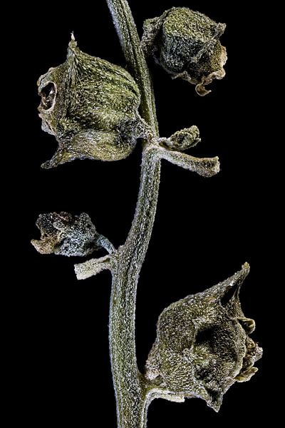 New Zealand spinach, Tetragonia tetragonioides on black background by Christophe Fruyt