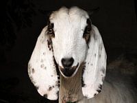 Ziege mit langen Ohren