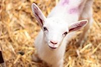 Ziegenbaby auf der Ziegenfarm