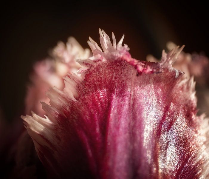 Tulpe von Hans Heemsbergen