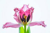 Artwork Tulip Blossom