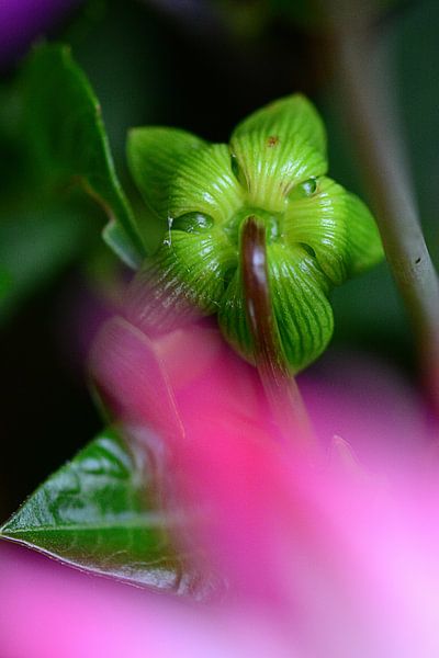 Chatte par appie bonis