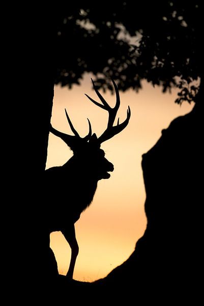 Mannetje Edelhert (Cervus elaphus) met groot gewei par AGAMI Photo Agency