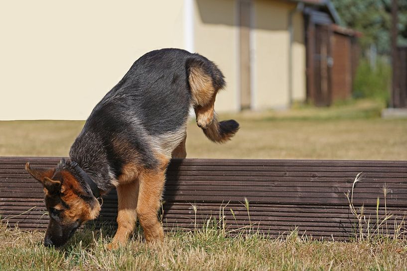 Sheepdog (puppy) on the dog training ground by Babetts Bildergalerie