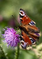 Pfau auf langhalsiger Distel