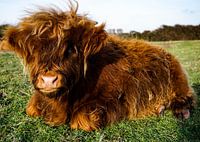 Schottischer Highlander, Kalb