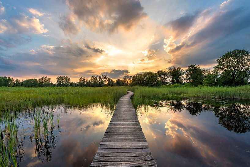 Beekbergerwoud by Frederik van der Veer