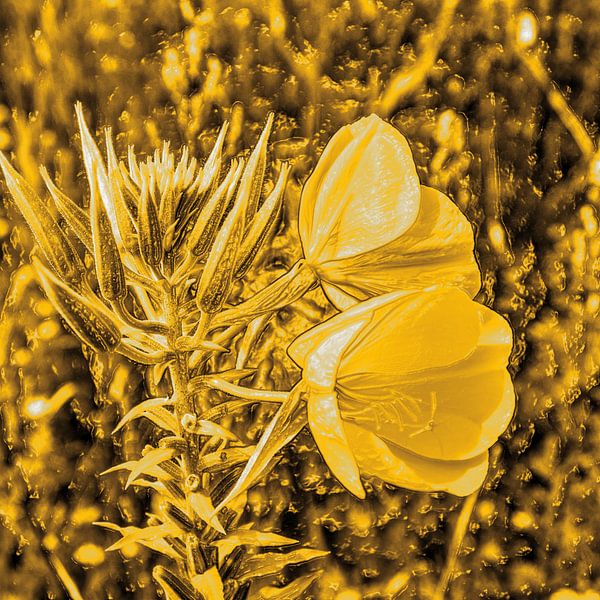 Art numérique Moyen Fleurs Or par Hendrik-Jan Kornelis