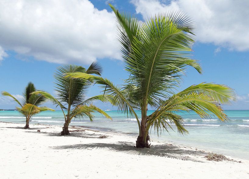 Caribbean island  by Iwona Sdunek alias ANOWI