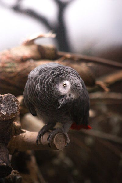 Parrot. by JMook Photography