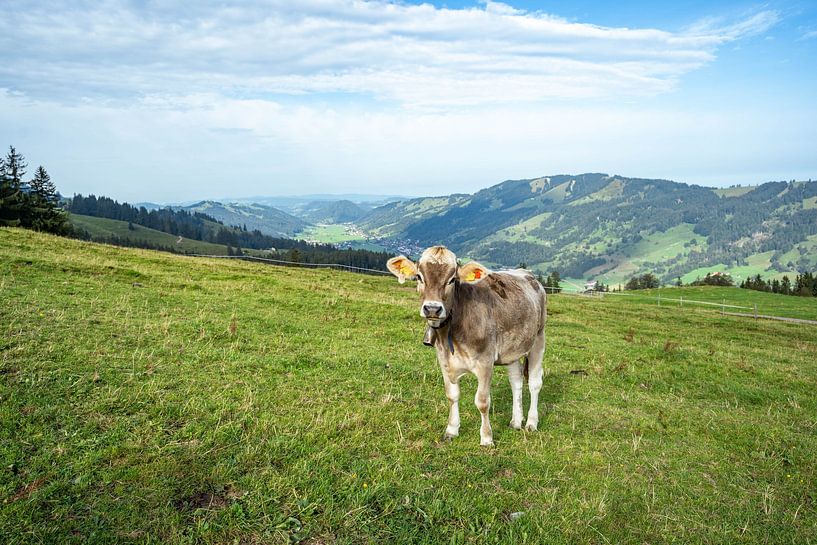 Allgäuer Kuh im Saftigen Gras von Leo Schindzielorz