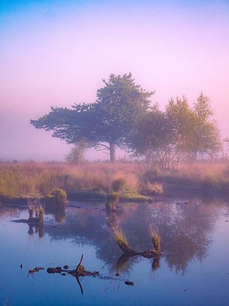 natuurlijk mist van snippefotografie