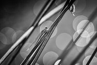 Libelle in zwart wit