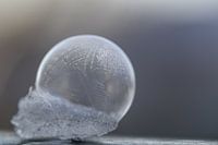 Zerbrechliche Schönheit