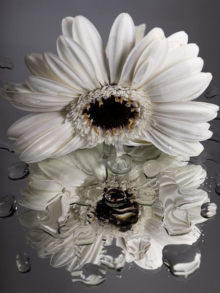 White Gerbera "looks" at itself by Marjolijn van den Berg
