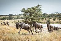 De wilde reis van de gnoe op de savanne