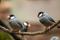 Rice birds sitting on a branch