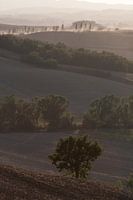 Boom in de Toscaanse heuvel.