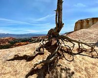 Karge Wacholderwurzeln, Bryce Canyon National Park, Utah, USA