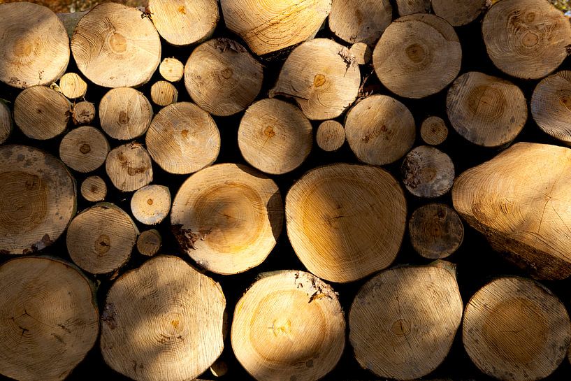 Bäume von Wim Demortier