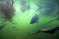 carpe entre les branches d'un arbre