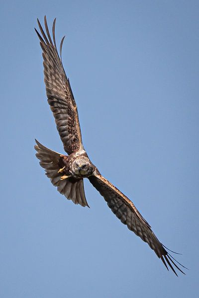 Rohrweihe von Linda Raaphorst