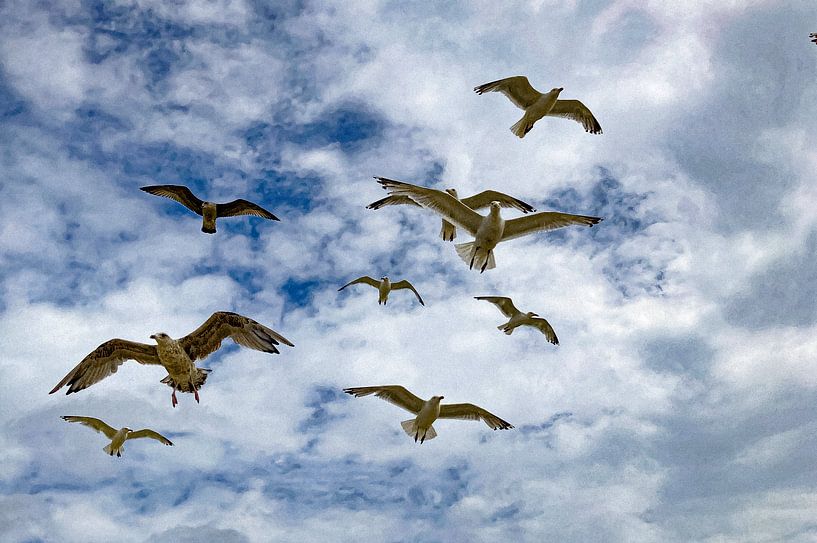 Möwen von Truckpowerr