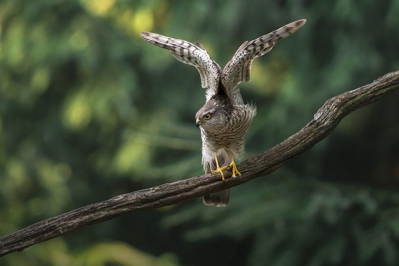 Sparrowhawk starts its flight by Jolanda Aalbers