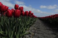 Tulpen