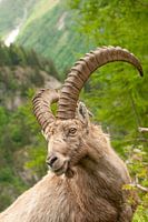 Steinbock in den französischen Alpen