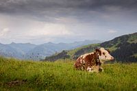 Kuh in österreichischen Alpen
