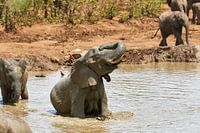 Afrikaanse olifant in een modderpoel