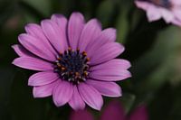 Gros plan d'une marguerite africaine violette