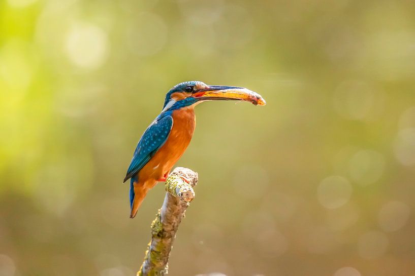 Martin-pêcheur, Alcedo atthis par Gert Hilbink