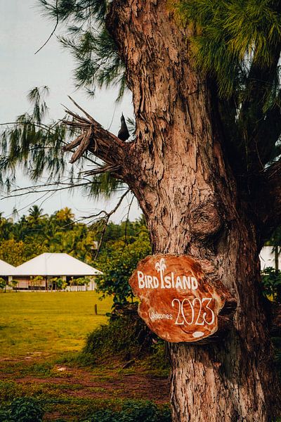 bird island by matt landsman