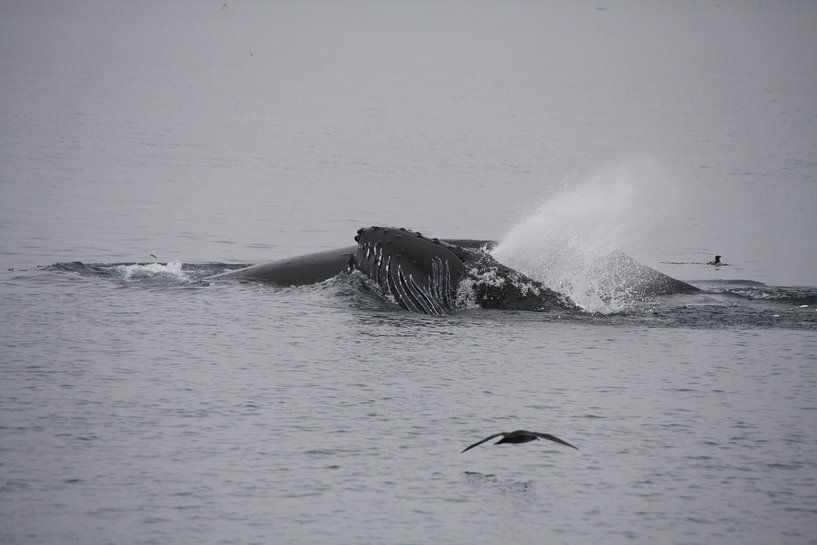 Bultrug met jong von Dominique Vernooij